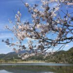 広沢池の桜