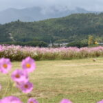 広沢池西のコスモス