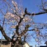 「桜のトンネル」の桜