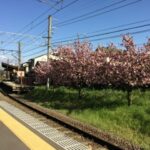 宇多野駅と桜